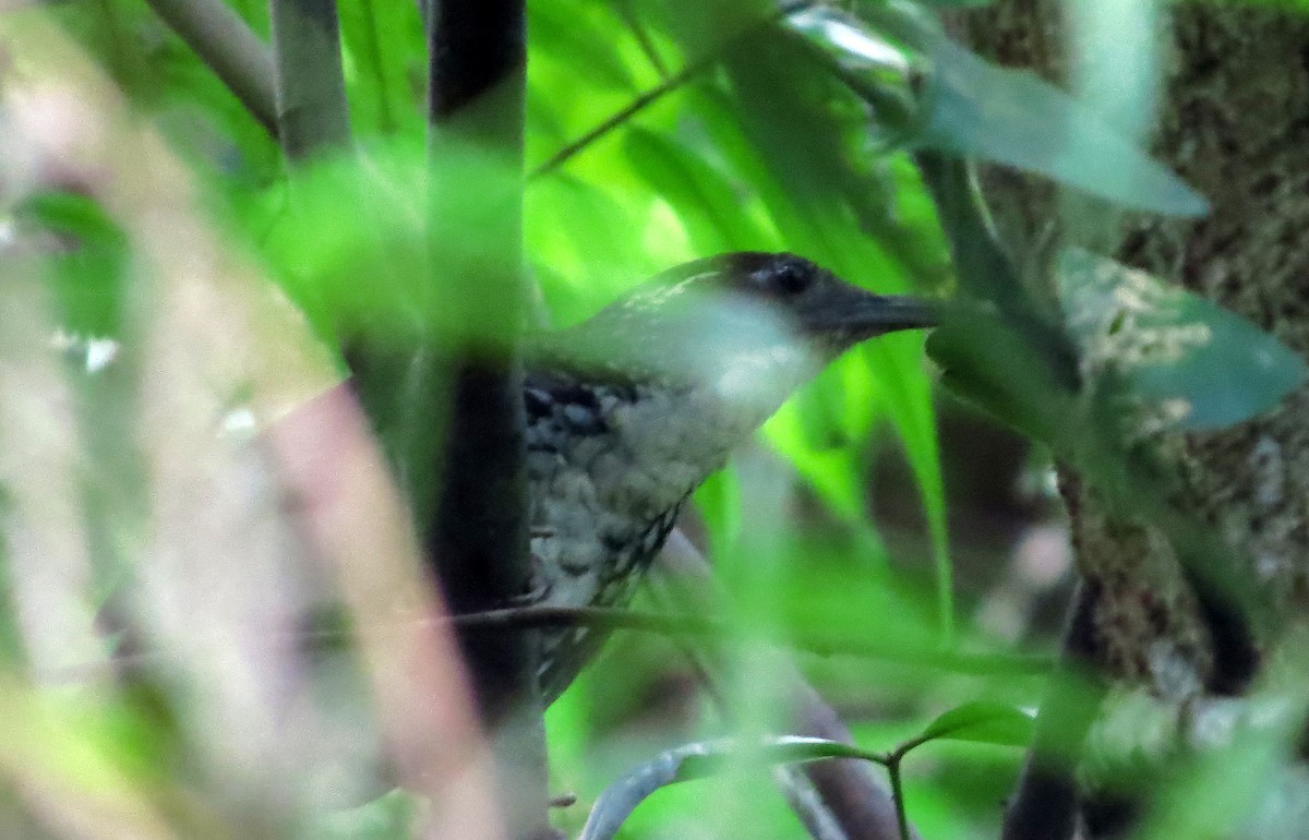 Marbled Wren-Babbler - ML645179955