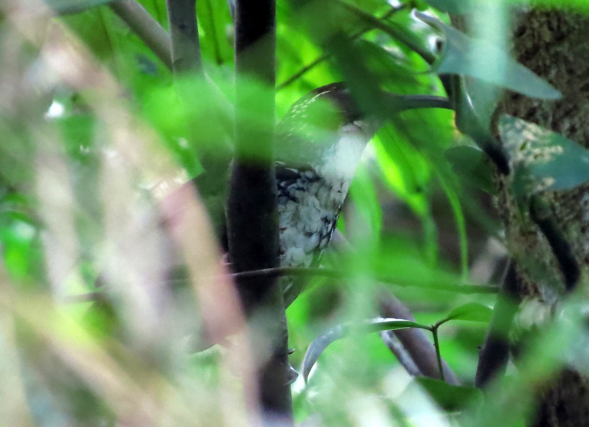 Marbled Wren-Babbler - ML645179956