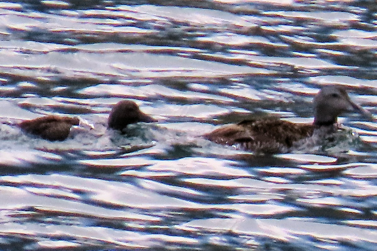 kajka mořská - ML645179959