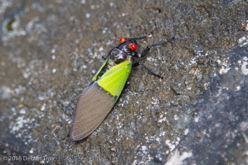 Insects - ML645179990