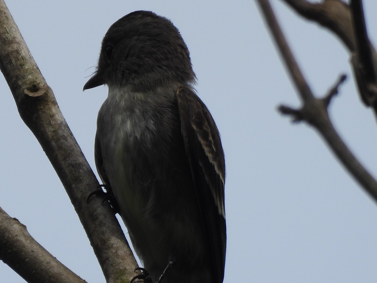 tyranovec východní - ML645179992