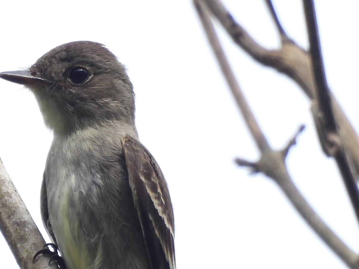 tyranovec východní - ML645179994