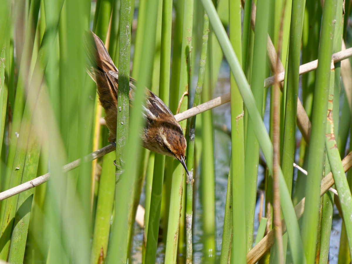 Wren-like Rushbird - ML645179995