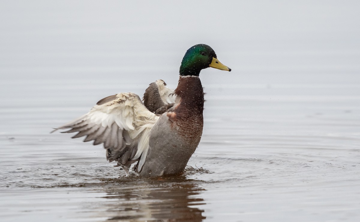 kachna divoká - ML645180000