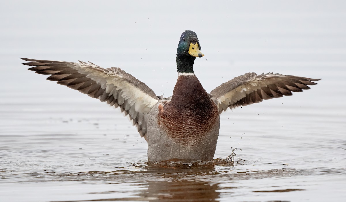 kachna divoká - ML645180004