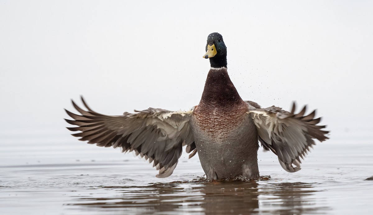 kachna divoká - ML645180008