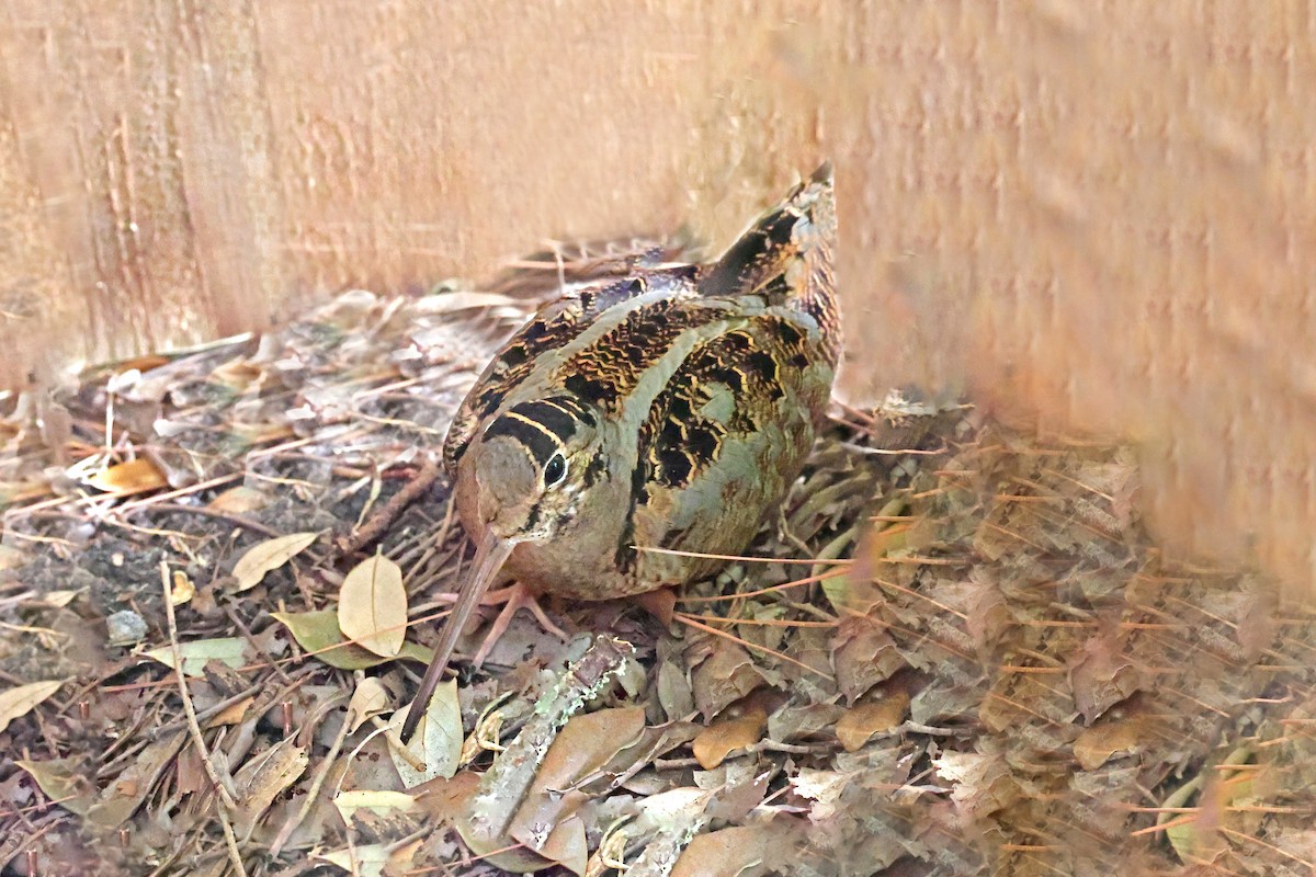 American Woodcock - ML645180009