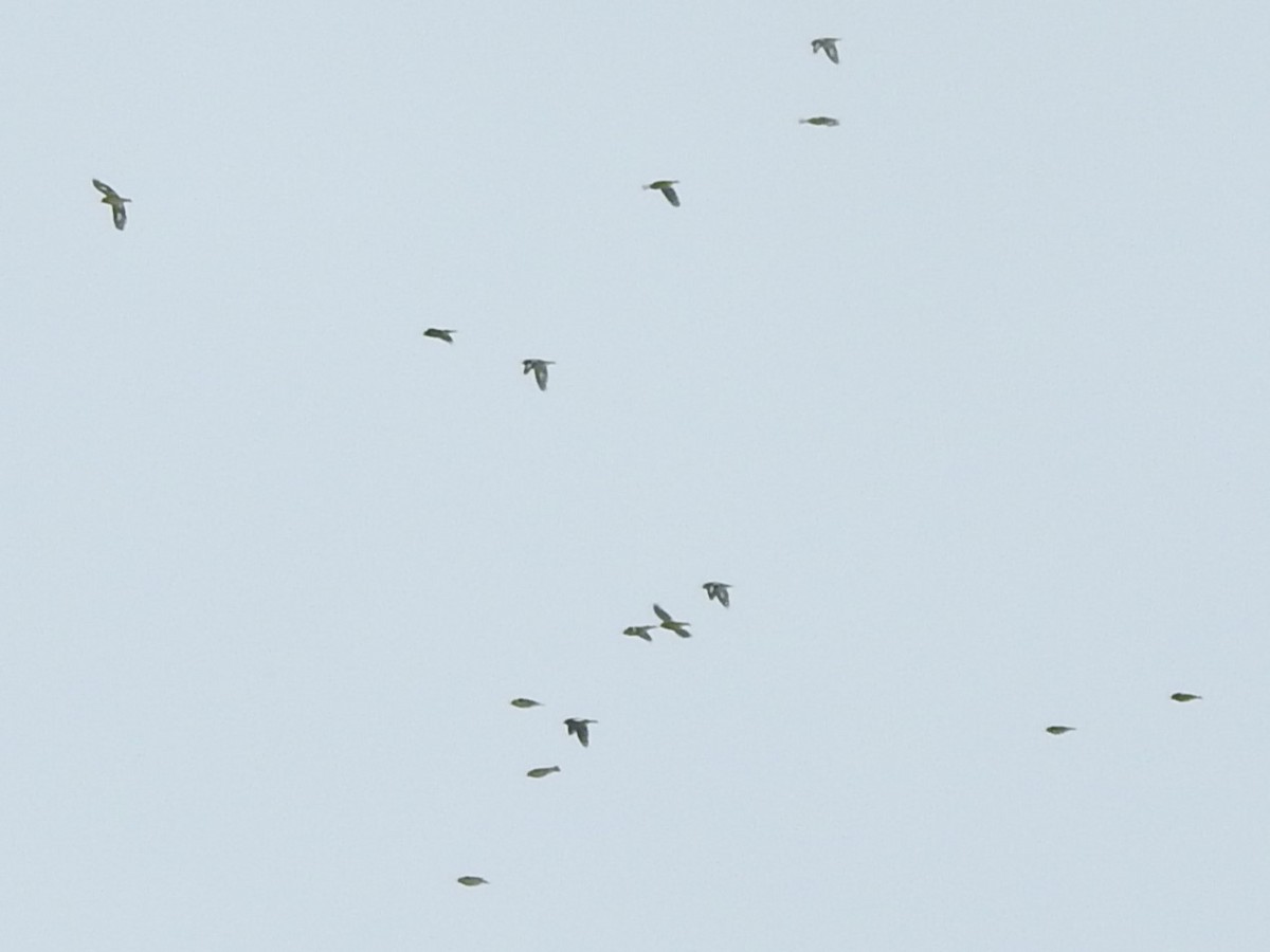 Evening Grosbeak - ML645180016