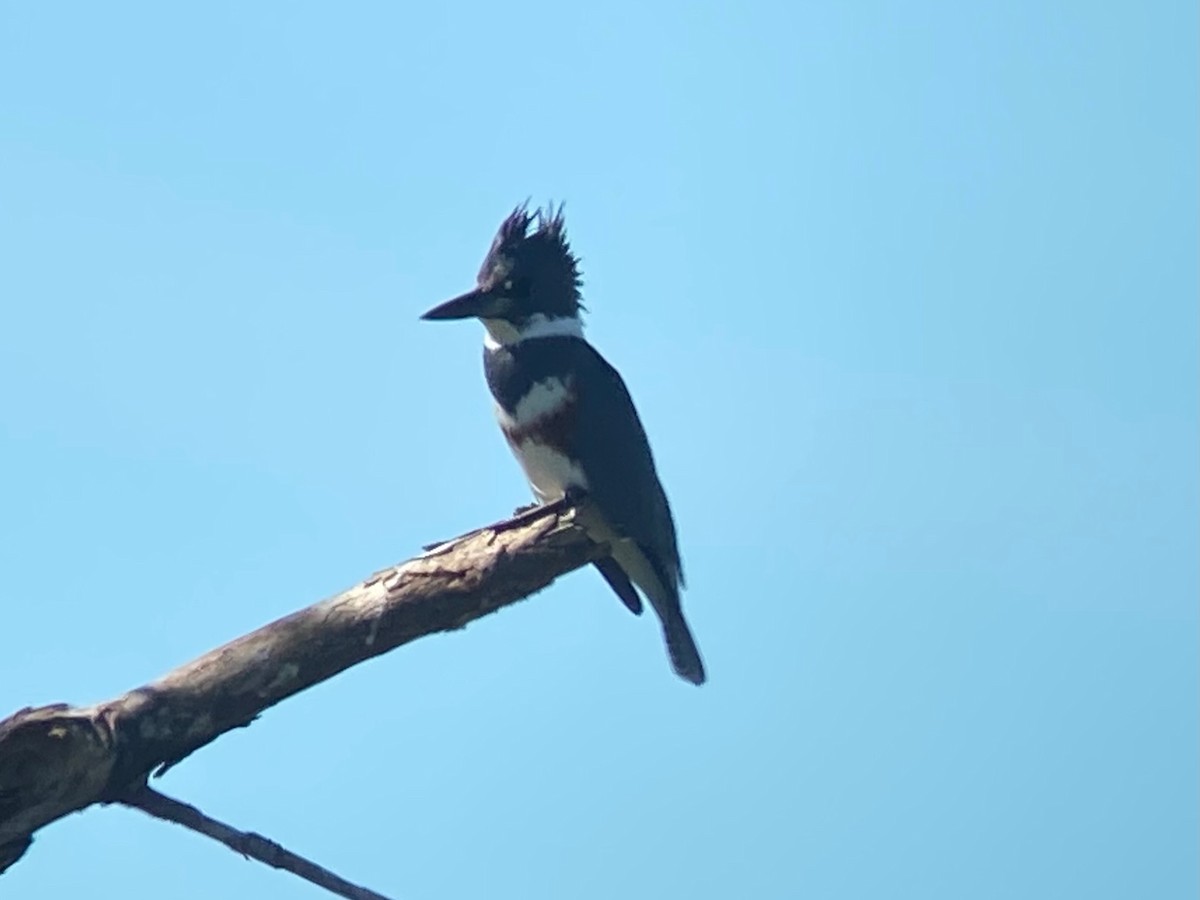 Опоясанный зимородок - ML645180022