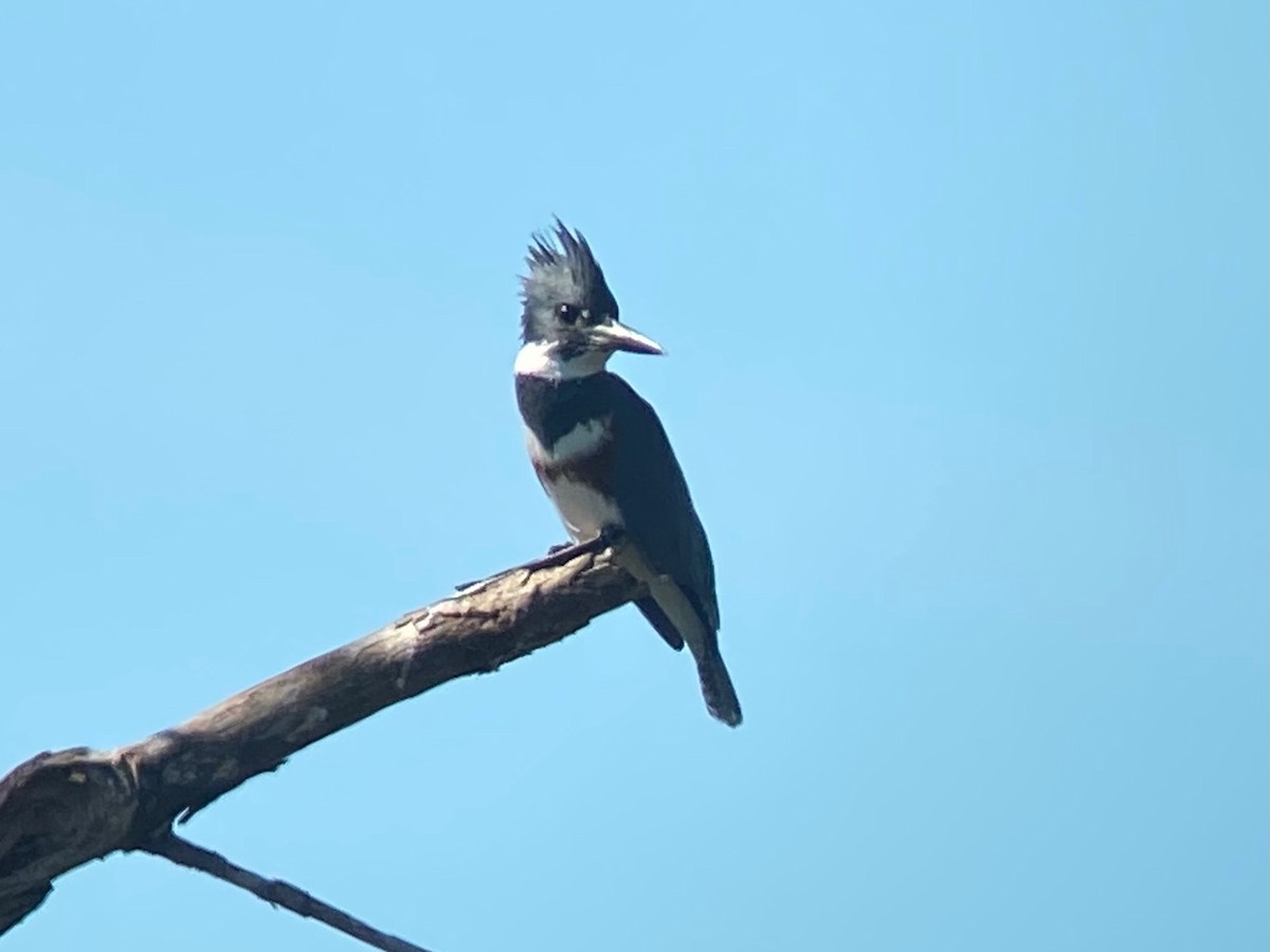 Опоясанный зимородок - ML645180023