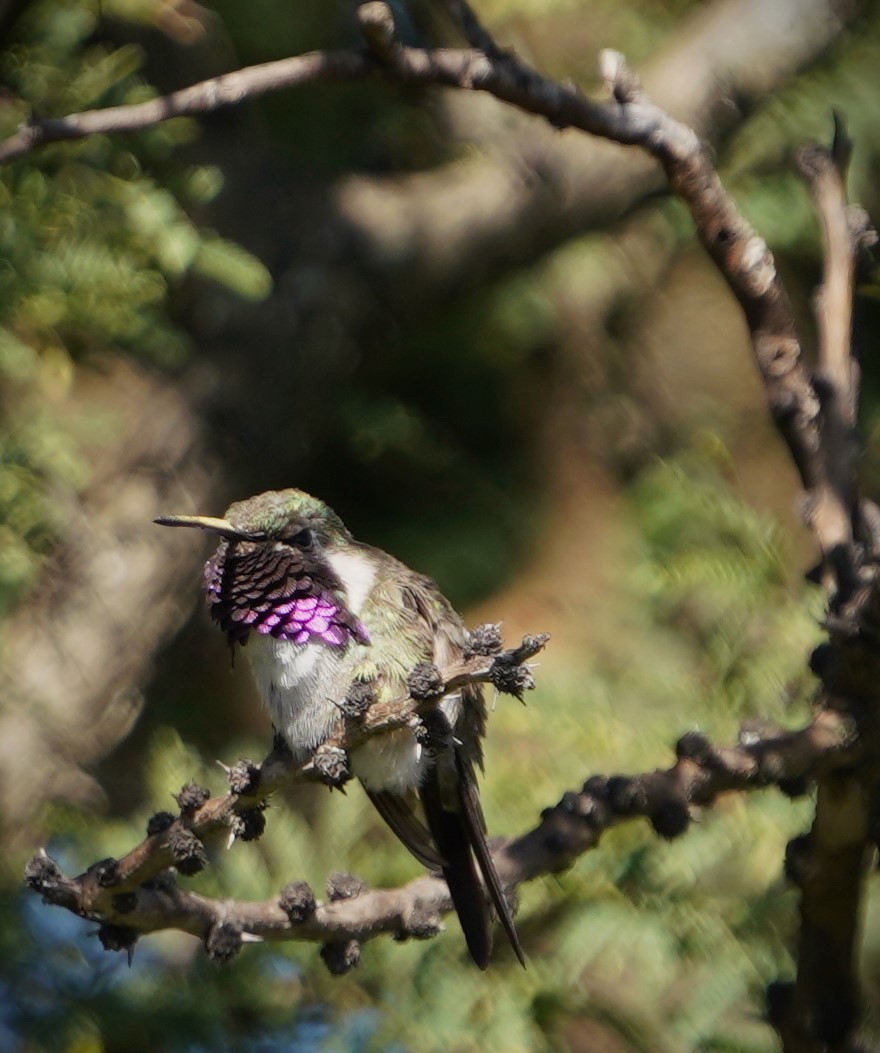 Beautiful Hummingbird - ML645180024