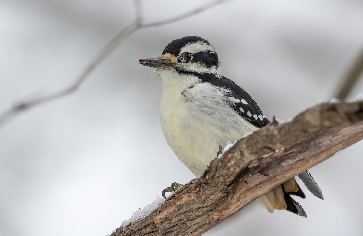 strakapoud americký - ML645180025