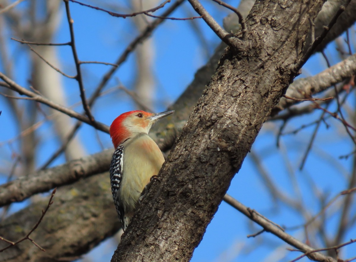 Carpintero de Carolina - ML645180028