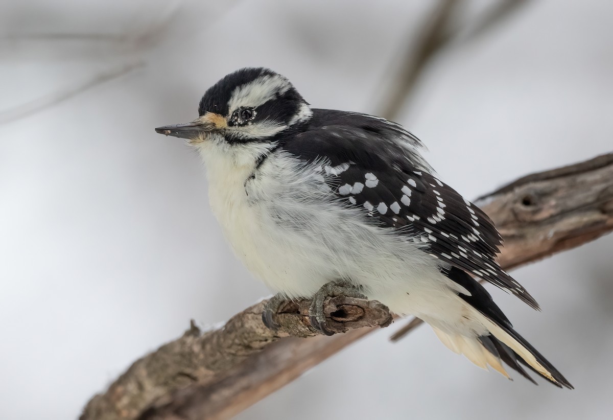 strakapoud americký - ML645180038