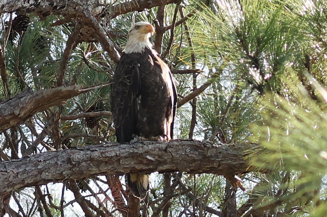 Itsas arrano buruzuria - ML645180039