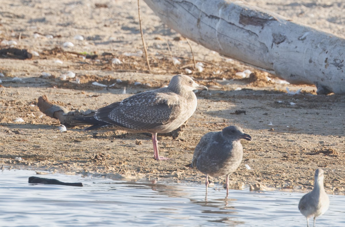 чайка sp. - ML645180041