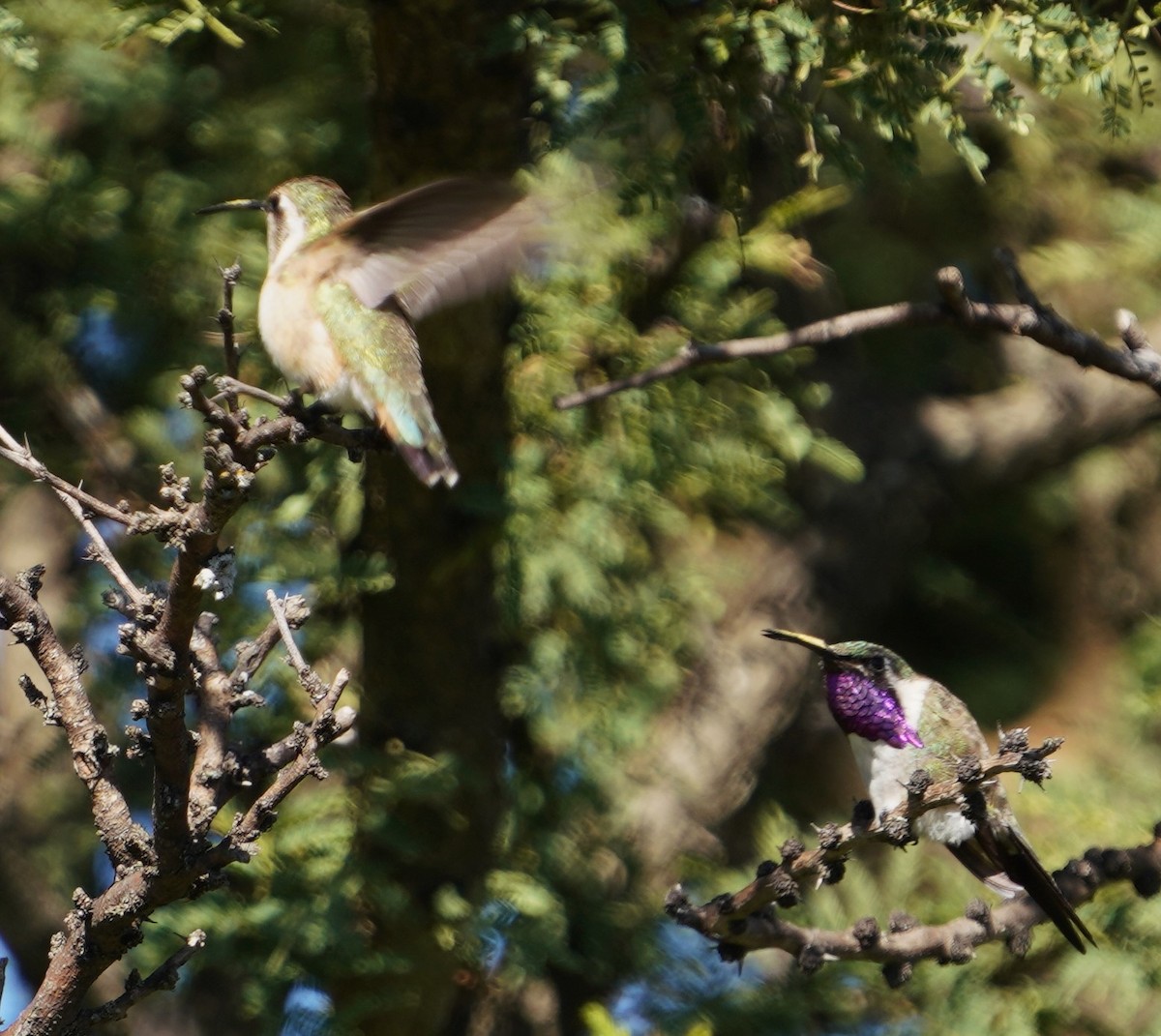 Beautiful Hummingbird - ML645180048