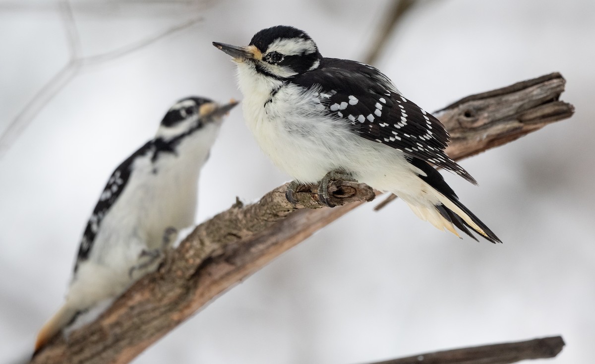 strakapoud americký - ML645180053