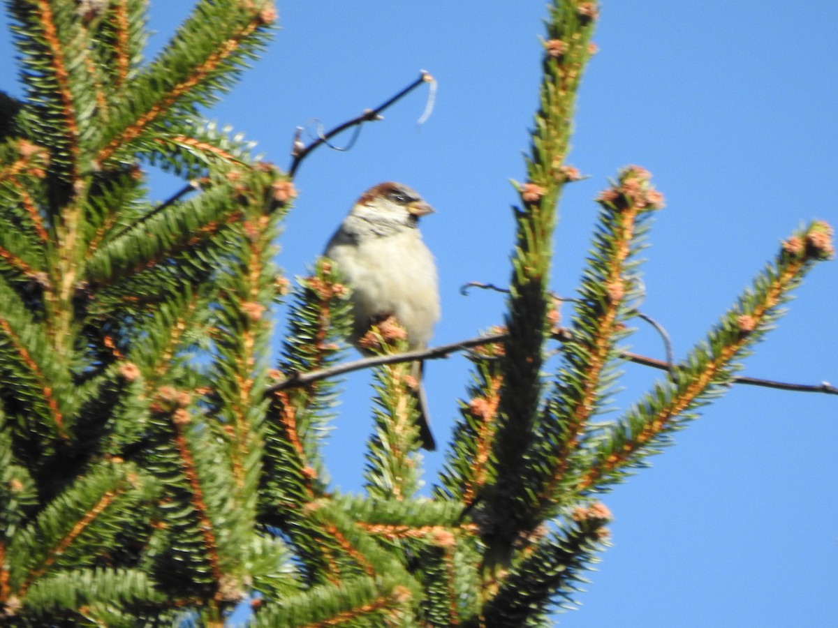דרור הבית - ML645180056