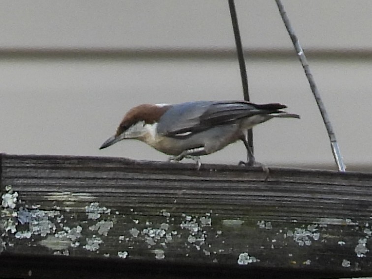 Brown-headed Nuthatch - ML645180058