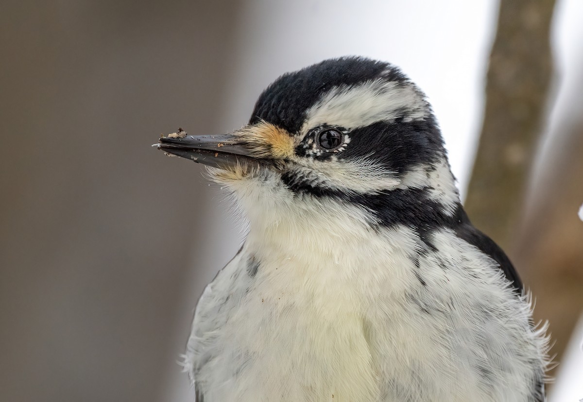 strakapoud americký - ML645180059