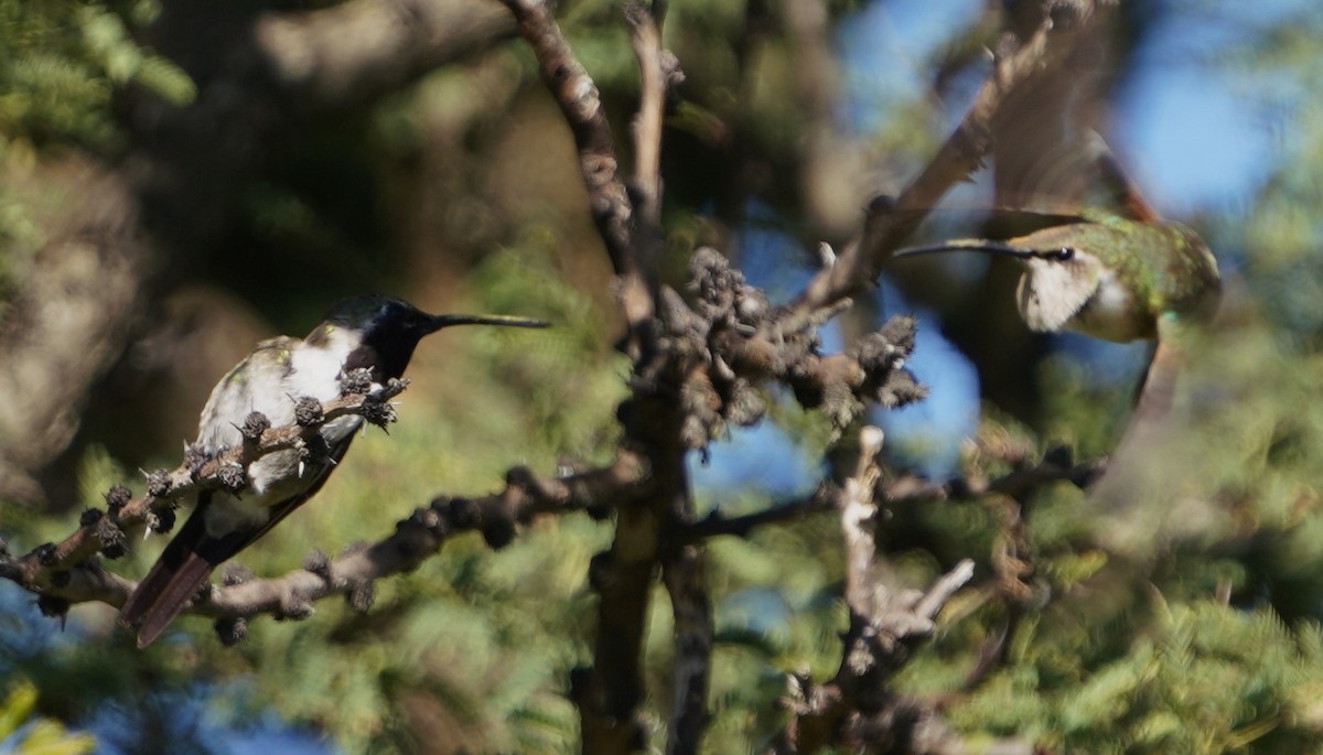 Beautiful Hummingbird - ML645180069