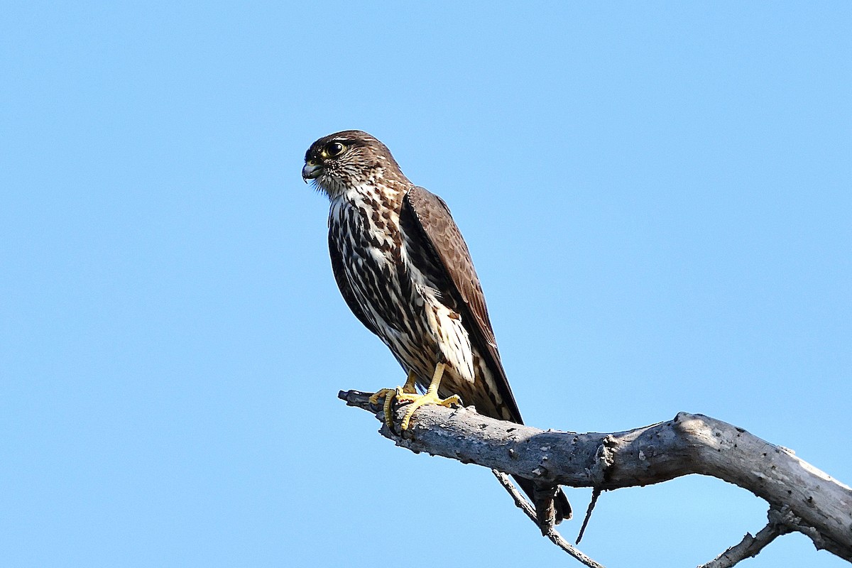 Merlin - ML645180078