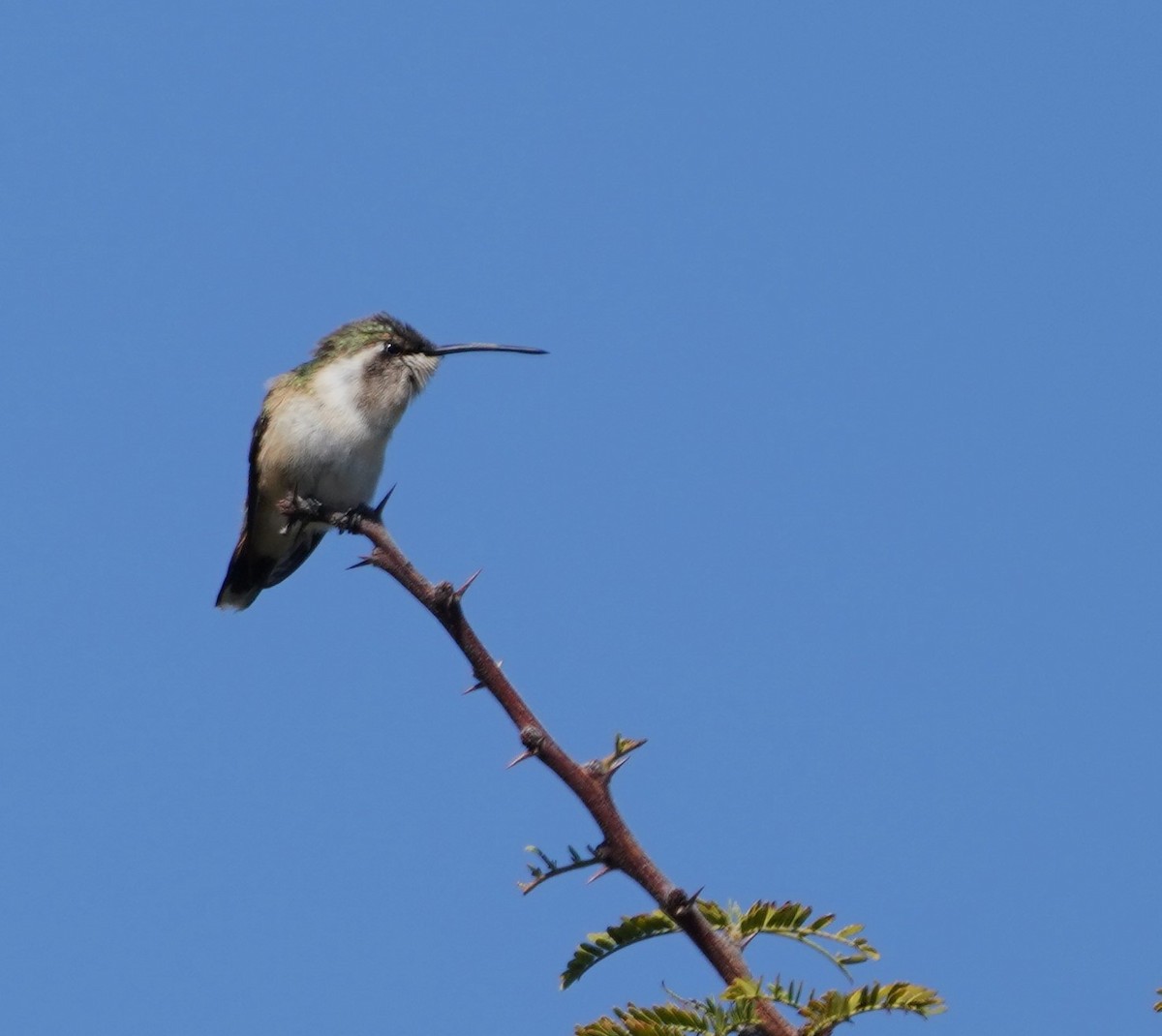 Beautiful Hummingbird - ML645180089