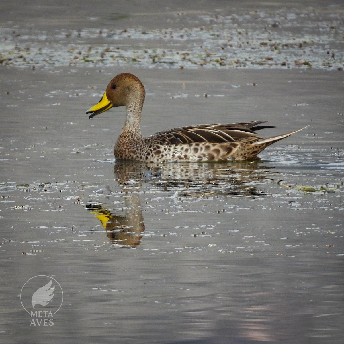 Yellow-billed Pintail - ML645180090