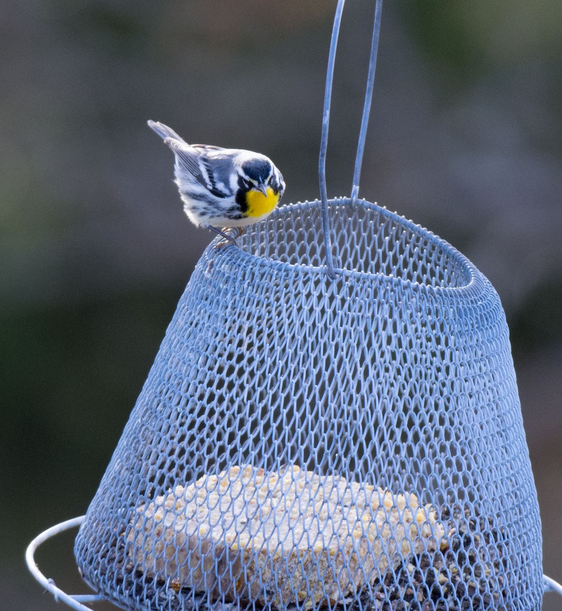 Yellow-throated Warbler - ML645180091