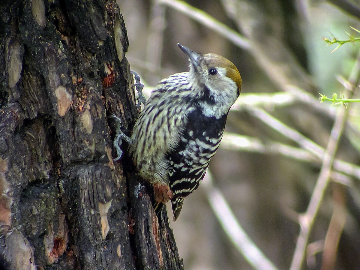 Brown-fronted Woodpecker - ML645180096