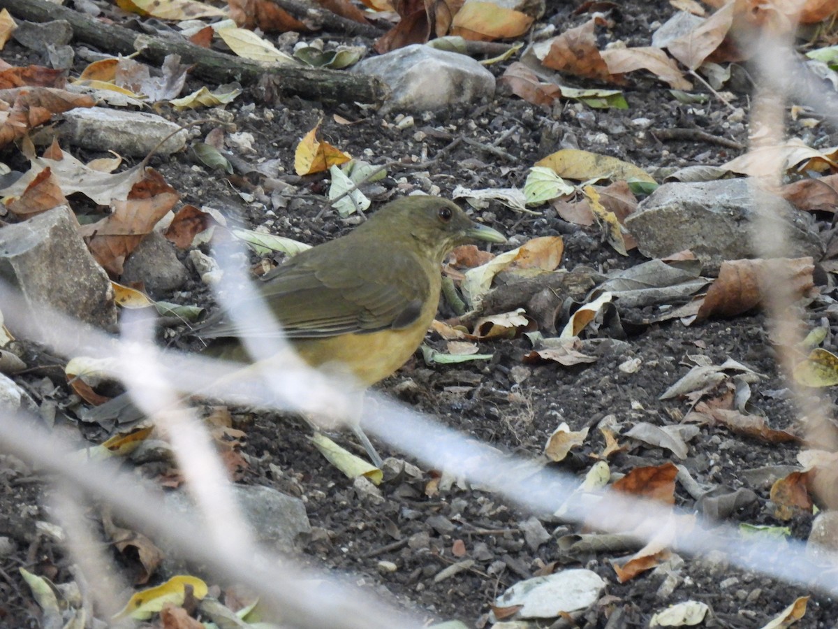 Kil Rengi Ardıç - ML645180101