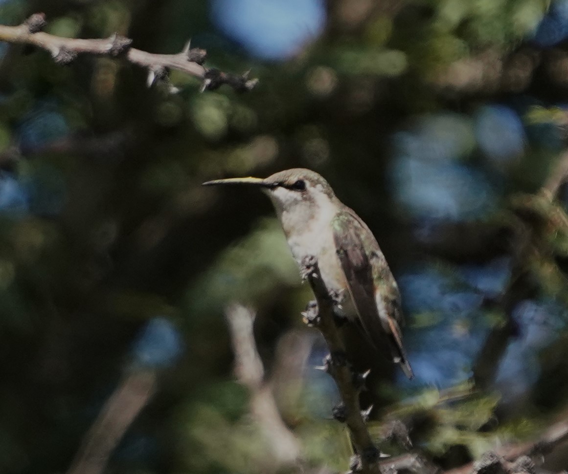 Beautiful Hummingbird - ML645180106