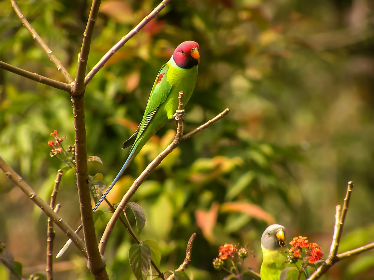 Erik Başlı Yeşil Papağan - ML645180108