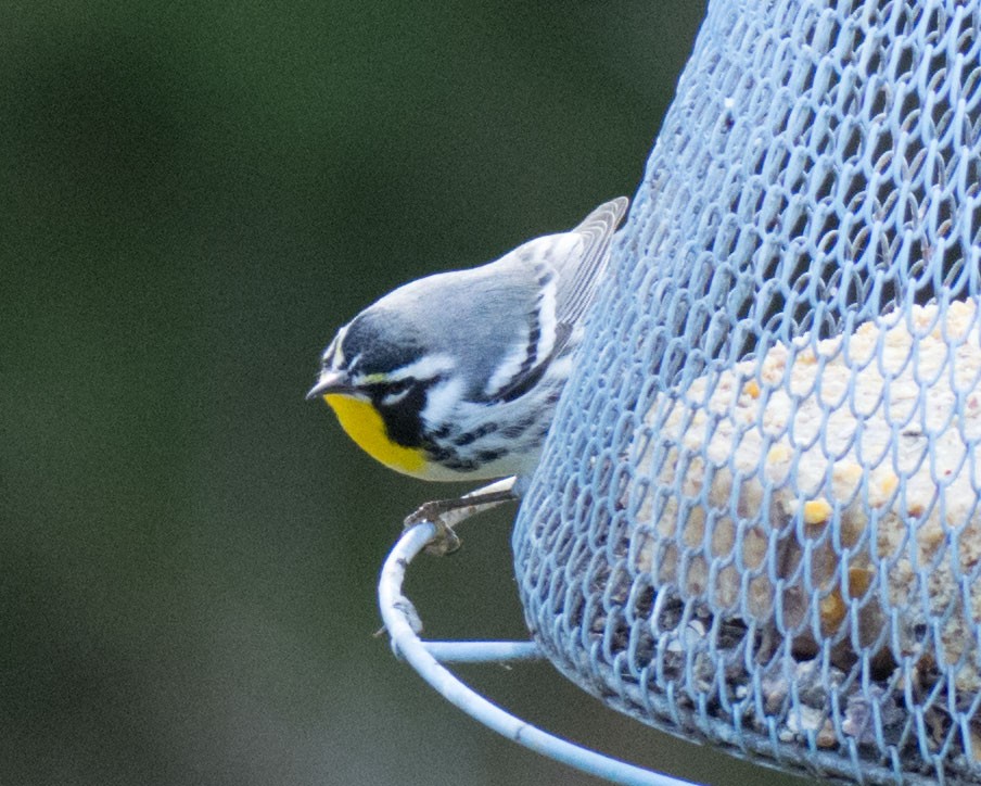 Yellow-throated Warbler - ML645180116