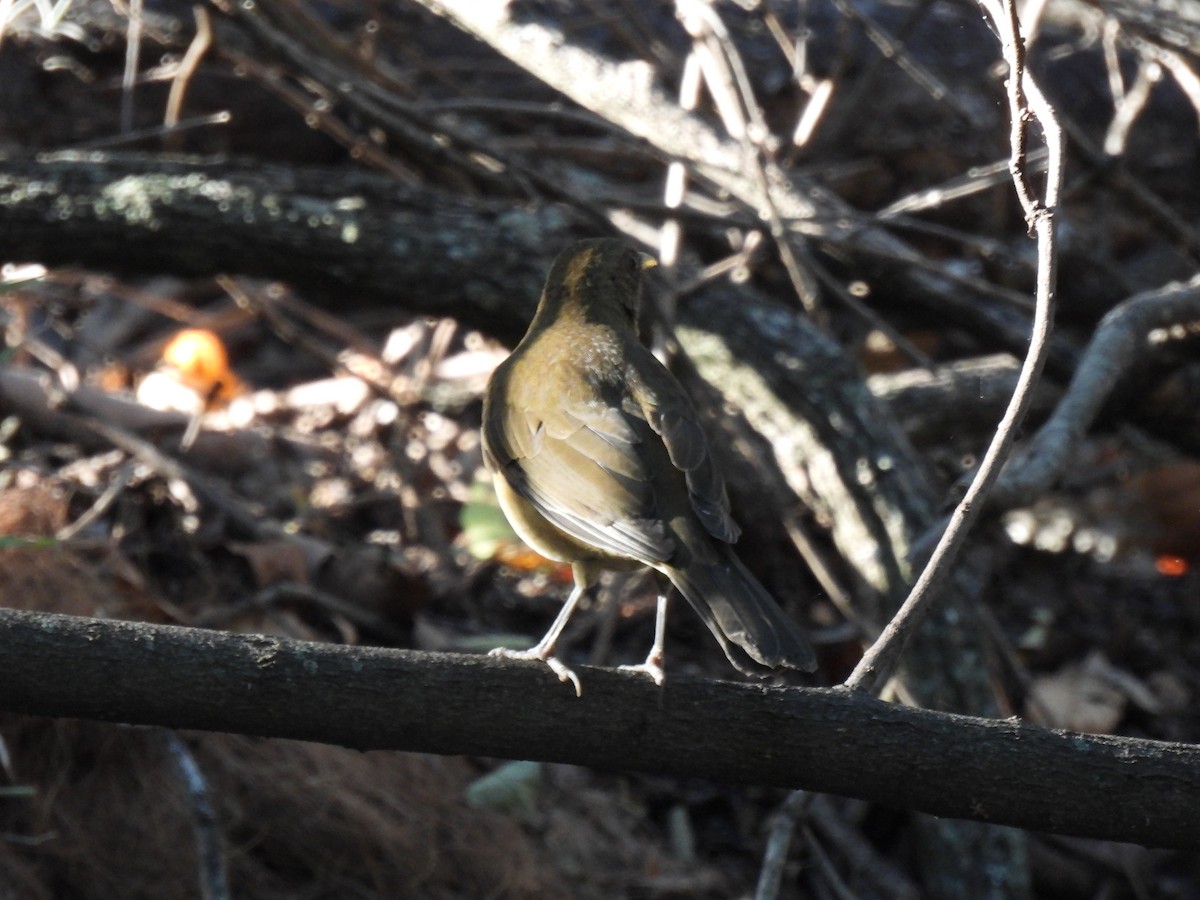 Kil Rengi Ardıç - ML645180121