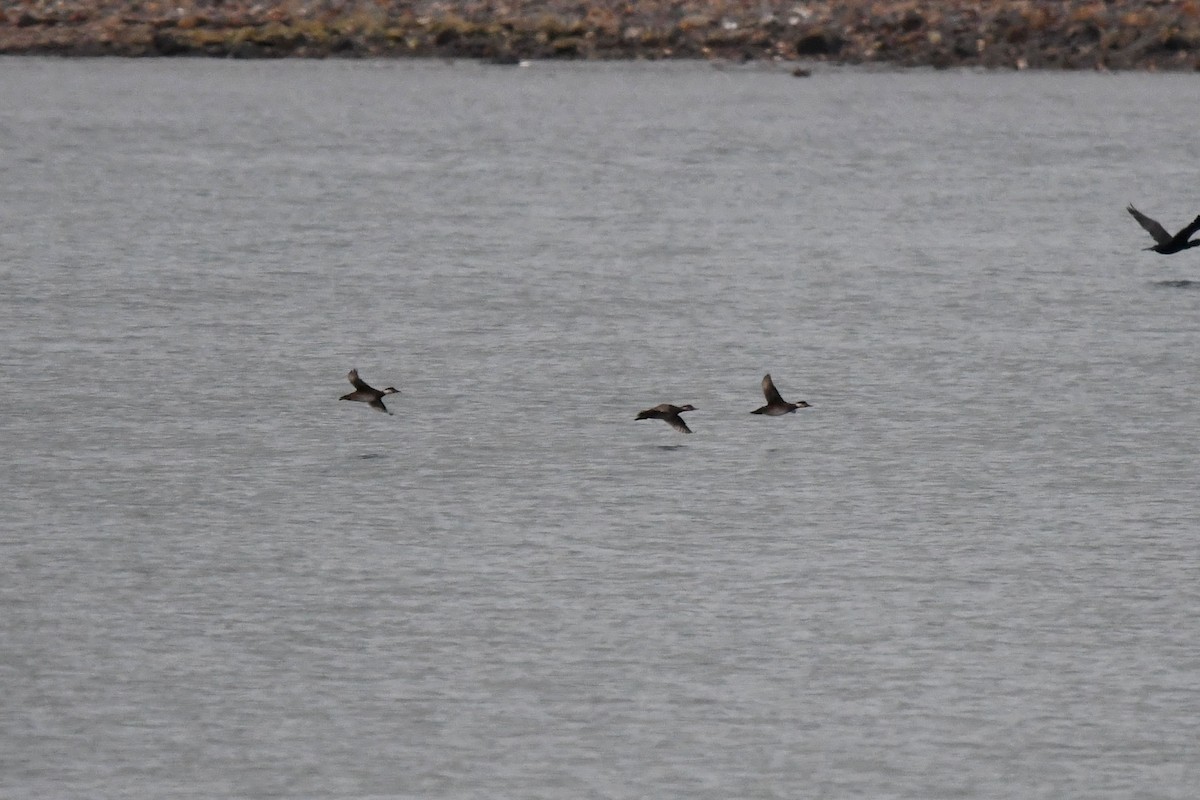 Ahatebeltz eurasiarra - ML645180122