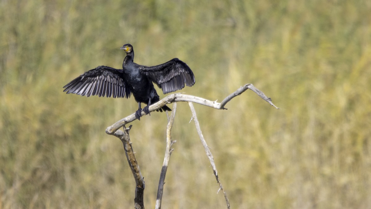 storskarv - ML645180124