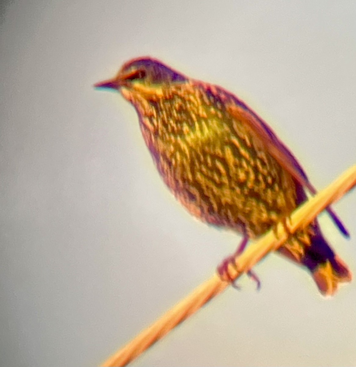 European Starling - ML645180127