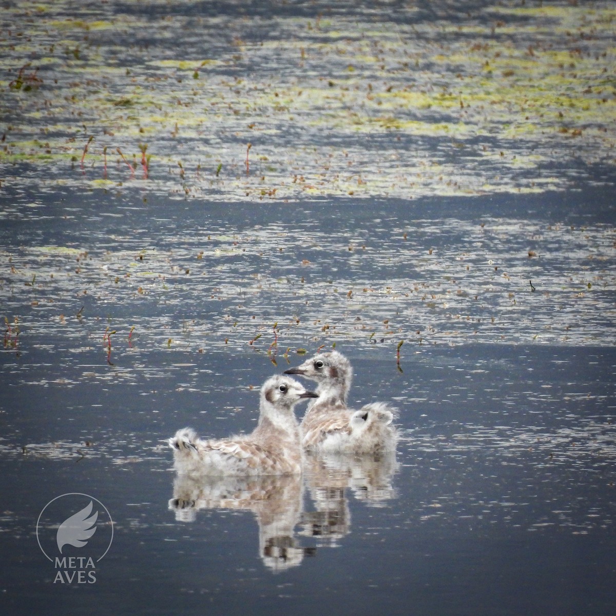 Мартин сіроголовий - ML645180145