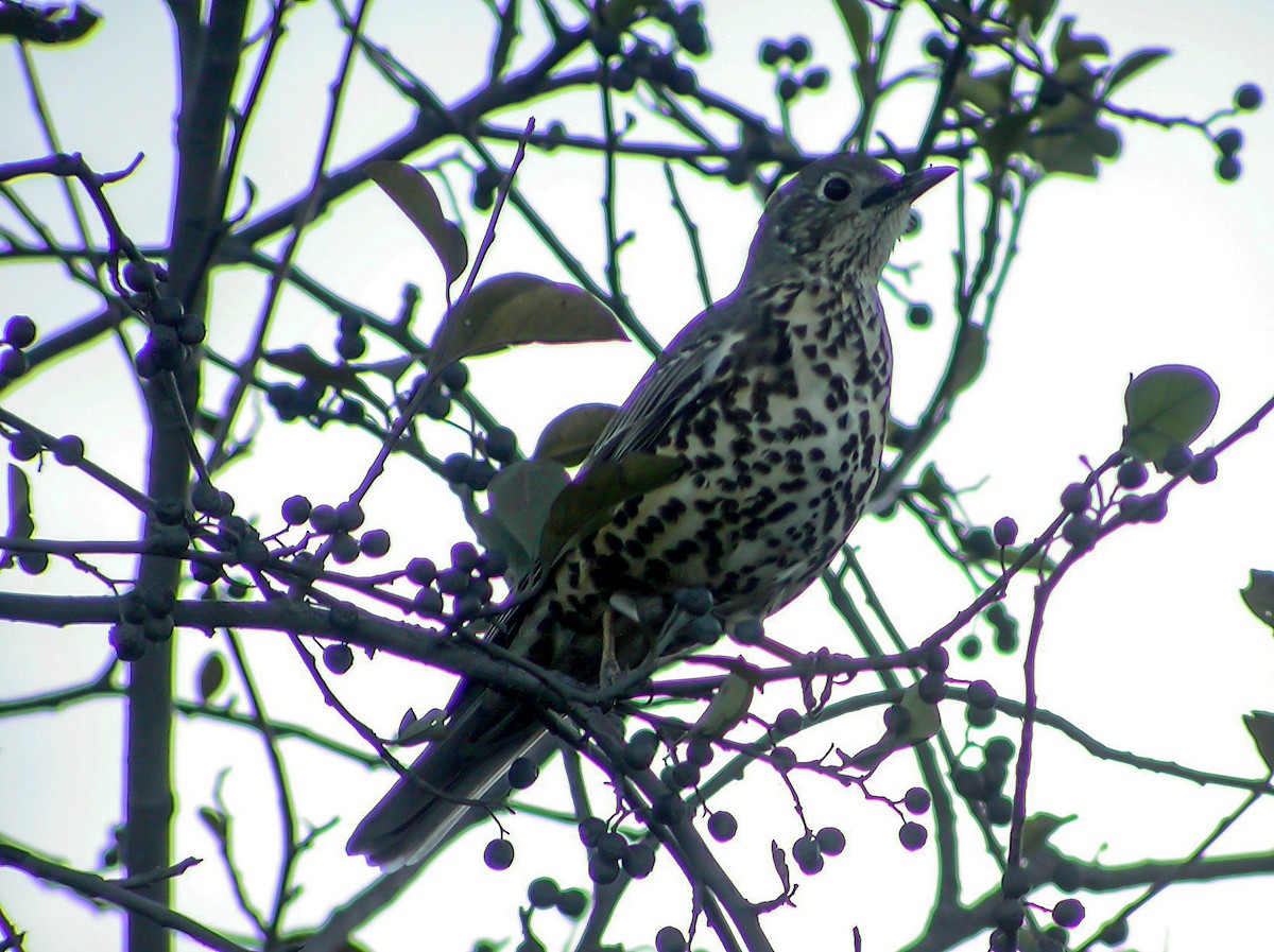 drozd brávník - ML645180153