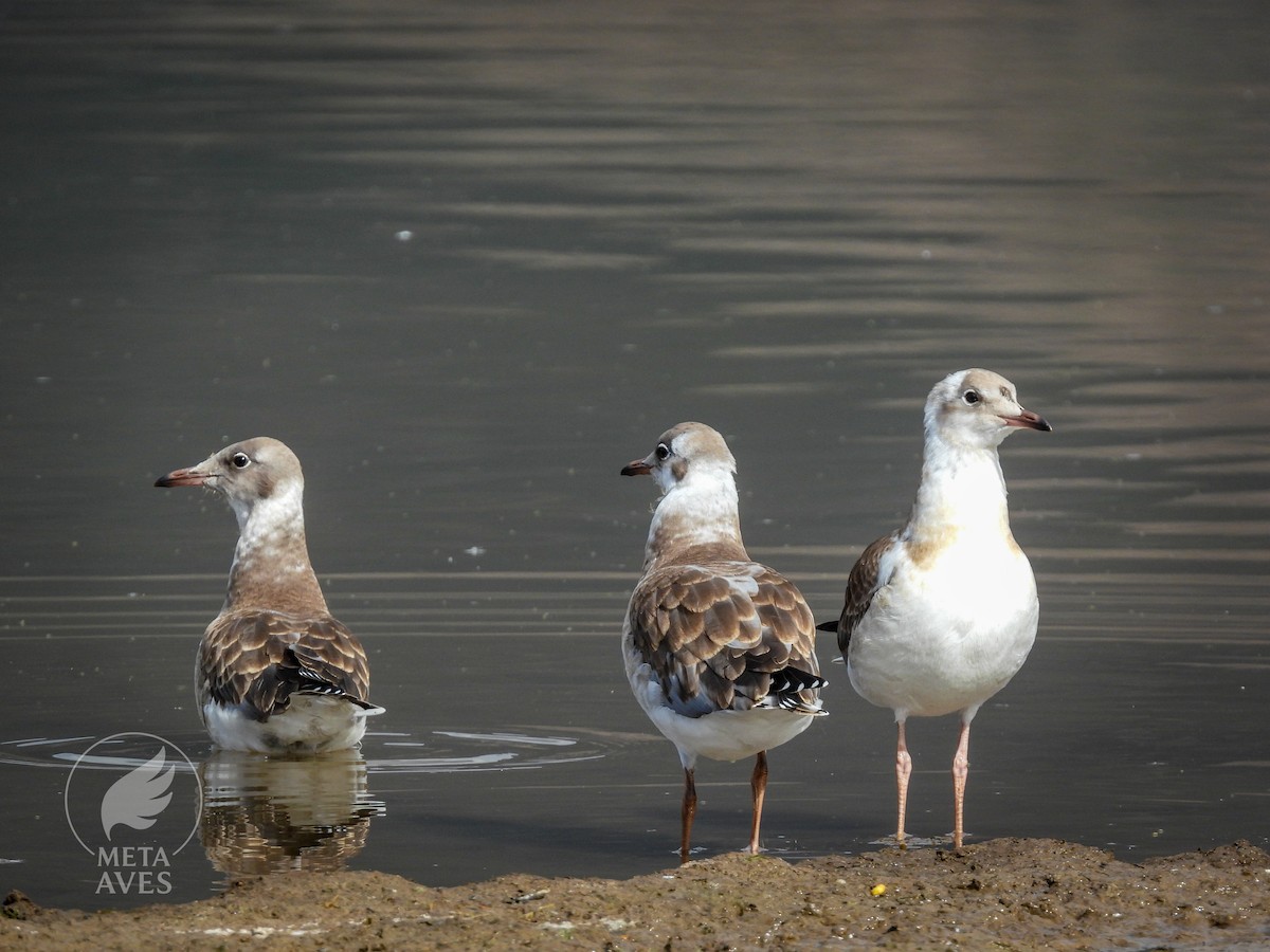 Мартин сіроголовий - ML645180155