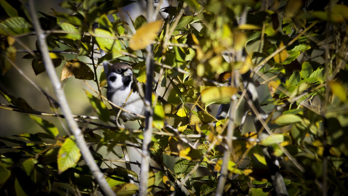 Gorrión Molinero - ML645180164