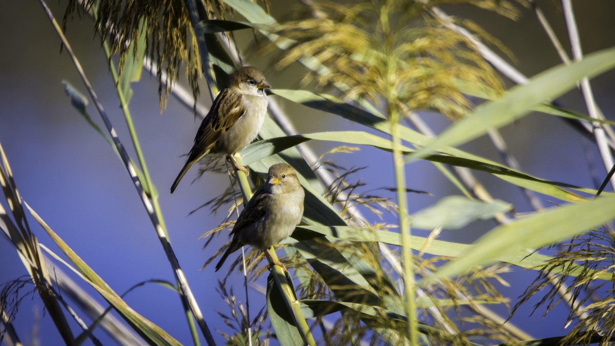 דרור הבית - ML645180165
