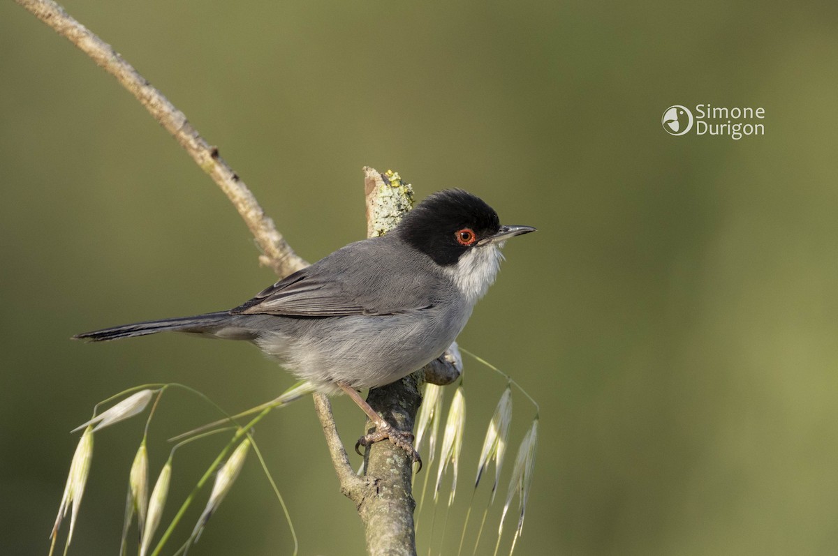 Sardinian Warbler - ML645180168