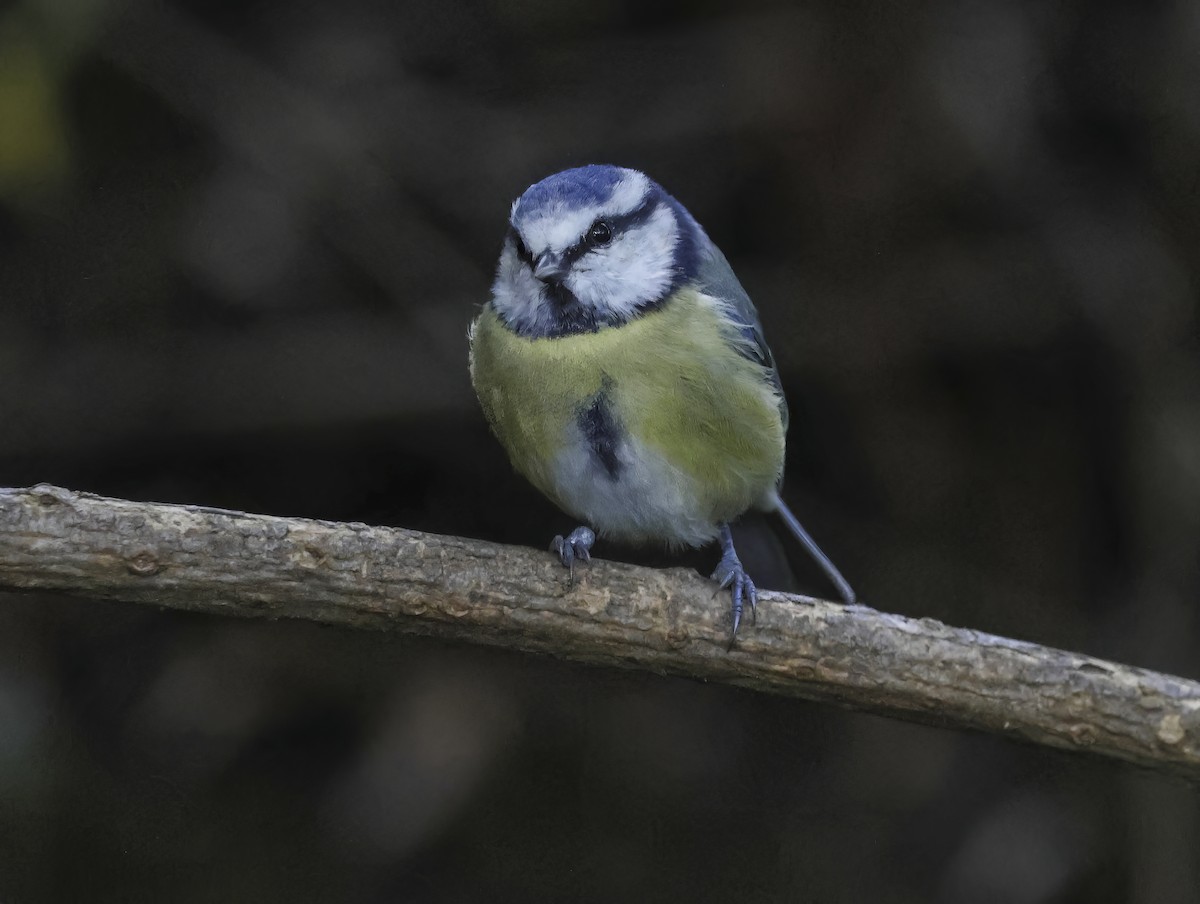 sýkora modřinka - ML645180191
