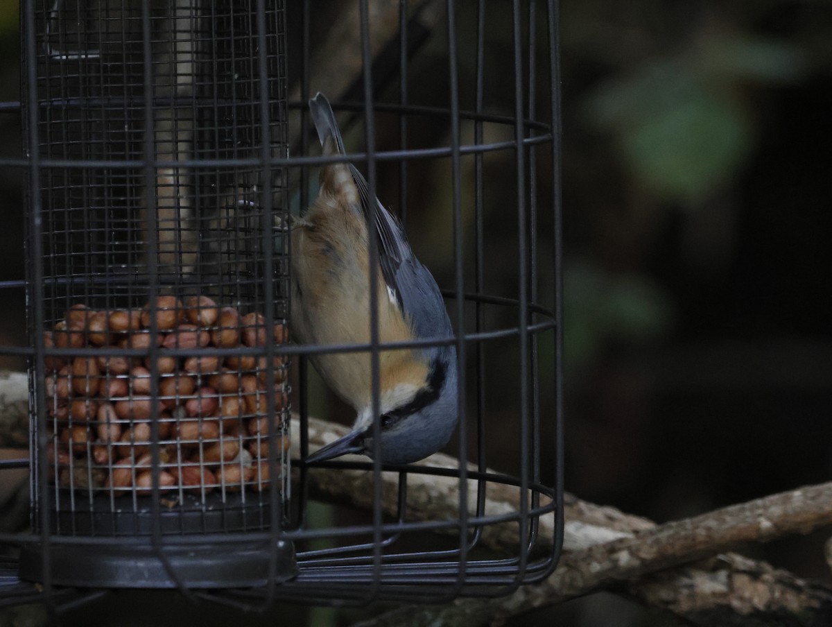 Повзик звичайний - ML645180213