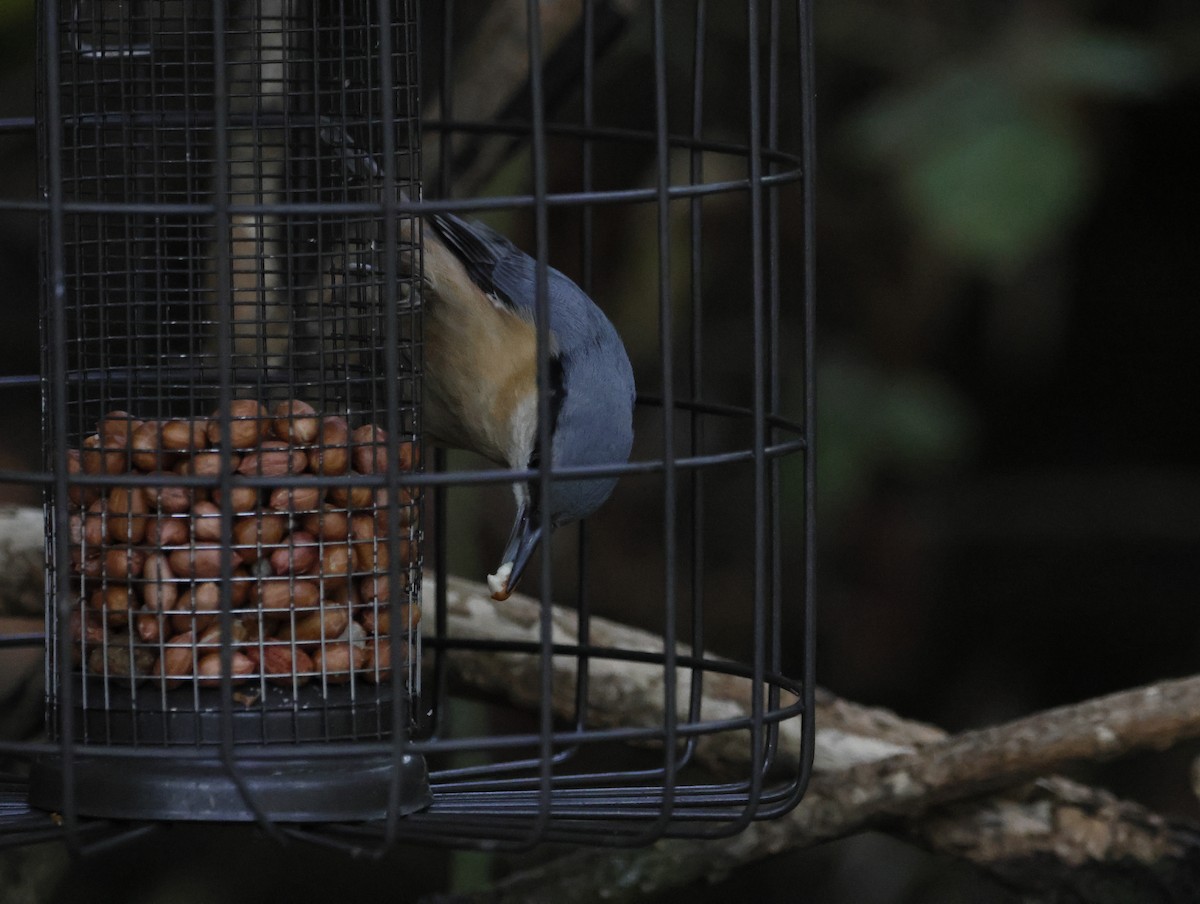 Повзик звичайний - ML645180214