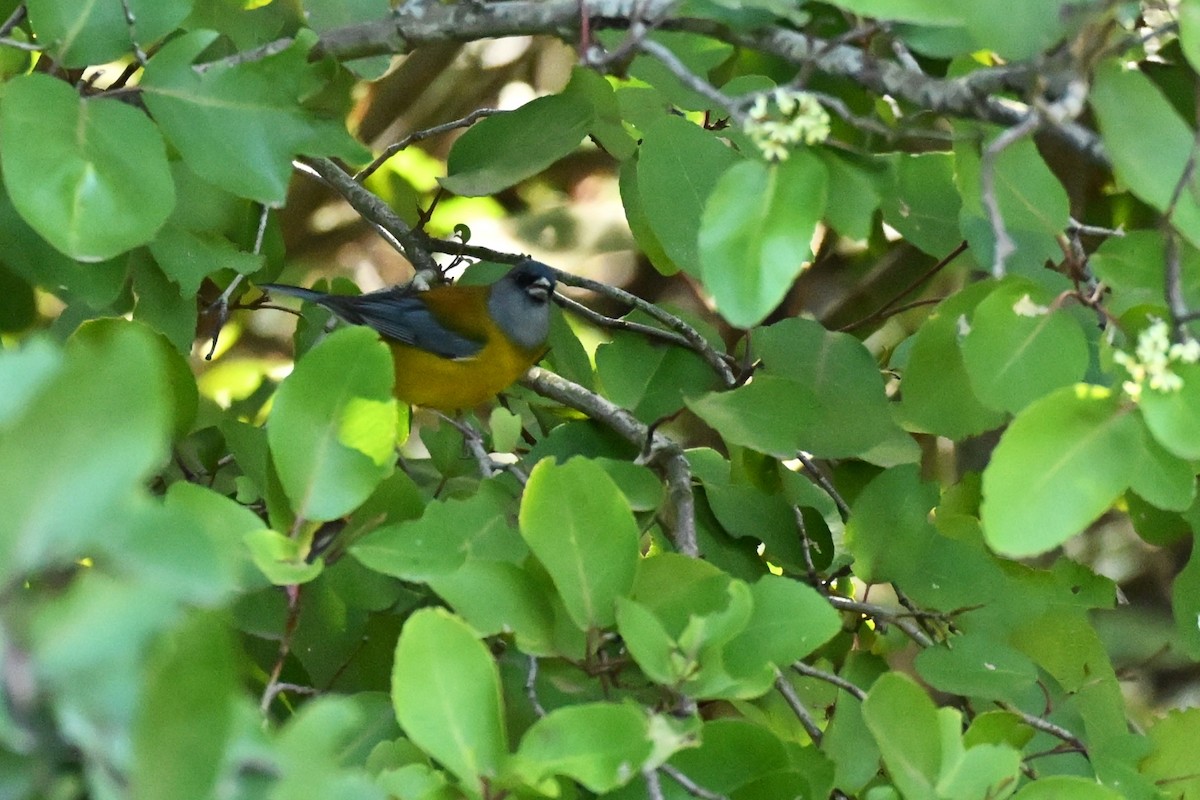 Patagonian Sierra Finch - ML645180252
