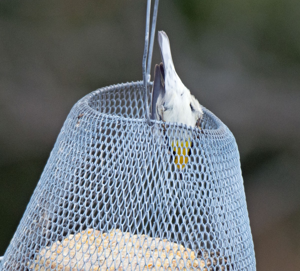 Yellow-throated Warbler - ML645180268